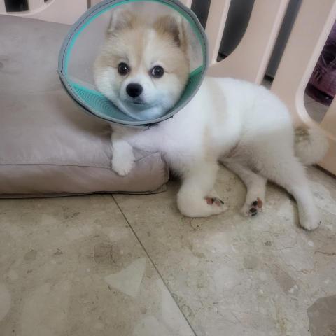 麥麥 - 小狗趾間炎治療中
