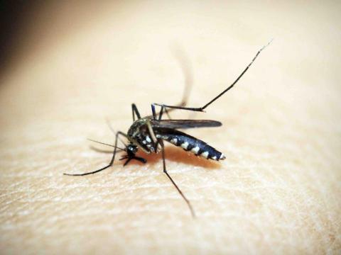 提供除蟲服務的專家全能病媒防治