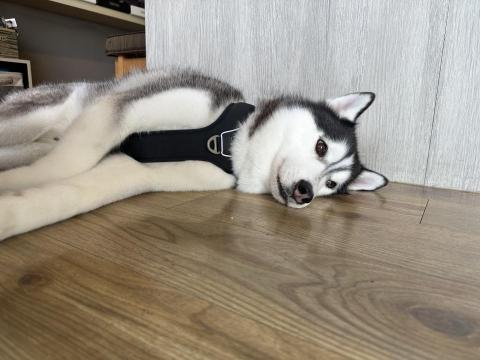 S蓋狗狗訓練工坊 - 