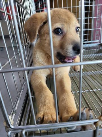 麥麥 - 成功協助送養的第一隻狗