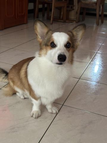 S蓋狗狗訓練工坊 - 