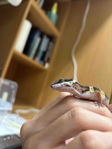 波能 - 養的守宮