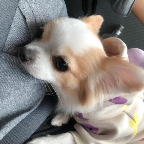 提供行政助理工作內容服務的專家MEI-YU HUANG