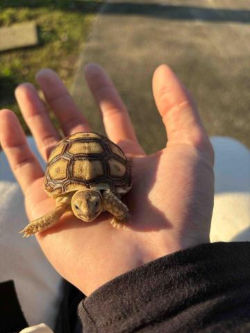 波能 - 養的烏龜