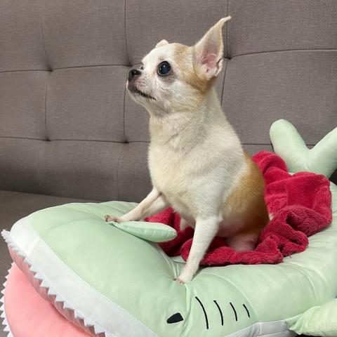 提供阿姨內衣服務的專家班班到府