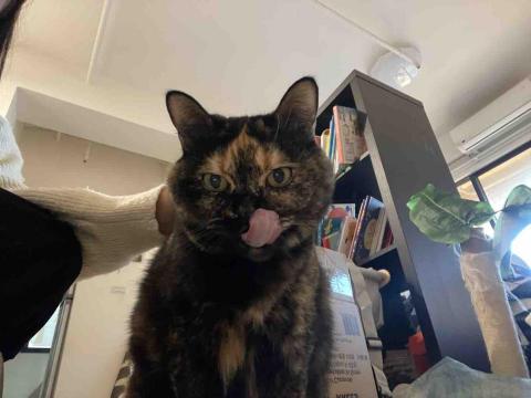 aJu 寵物到府保姆 - 