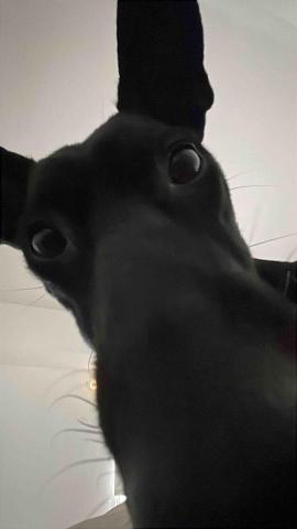 aJu 寵物到府保姆 - 