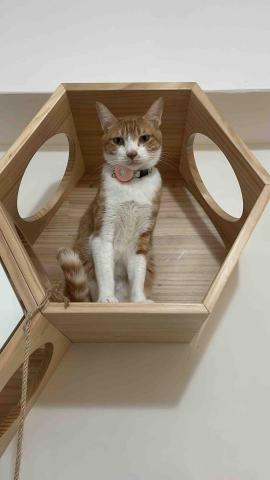 aJu 寵物到府保姆 - 