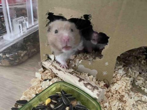 aJu 寵物到府保姆 - 