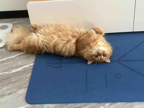 aJu 寵物到府保姆 - 