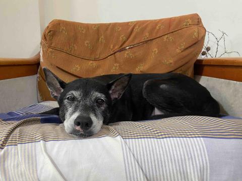 aJu 寵物到府保姆 - 