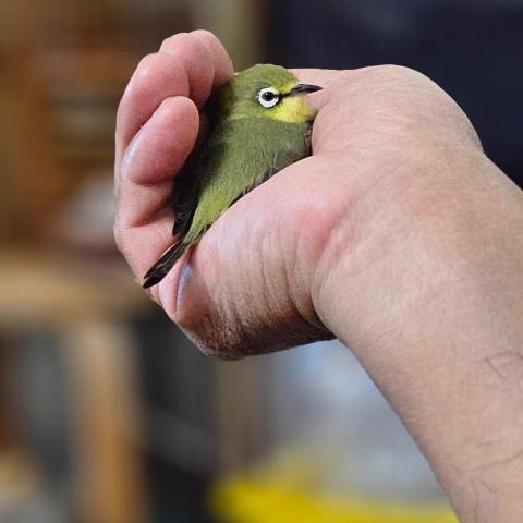 提供一日代班服務的專家小李