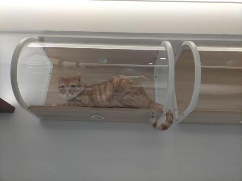 李姿璇Sandy  - 喵星人的天空步道