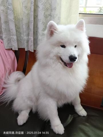 寵物日住/安親/散步等❣️寵物專車🚗到府接送🏡 - 薩摩耶-亨利,8日