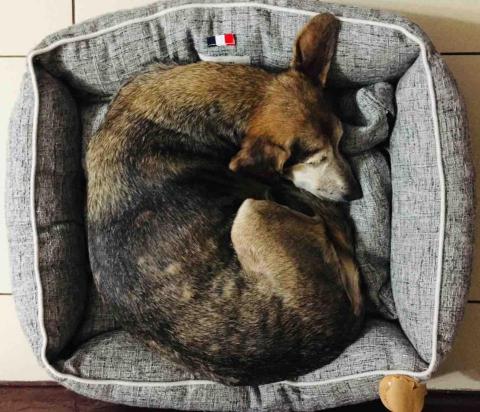 阿姨家寵物美容 - 桃園寵物美容