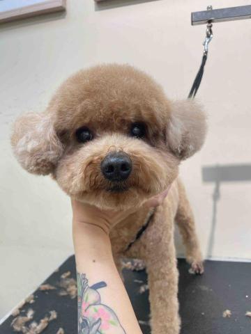 阿姨家寵物美容 - 桃園寵物美容