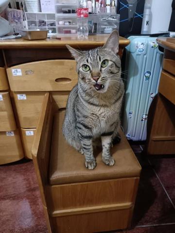 寵物日住/安親/散步等❣️寵物專車🚗到府接送🏡 - 喵星人-姆姆,8日