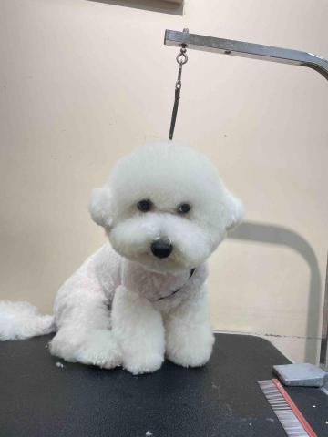 阿姨家寵物美容 - 桃園寵物美容