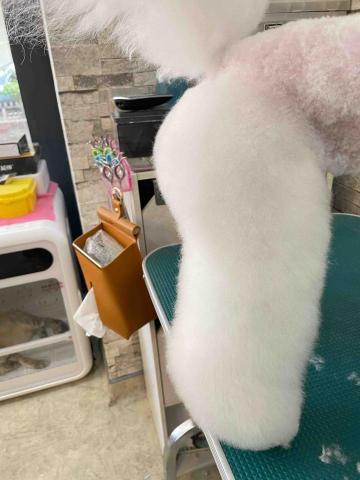 阿姨家寵物美容 - 桃園寵物美容