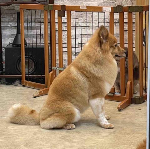 阿姨家寵物美容 - 桃園寵物美容