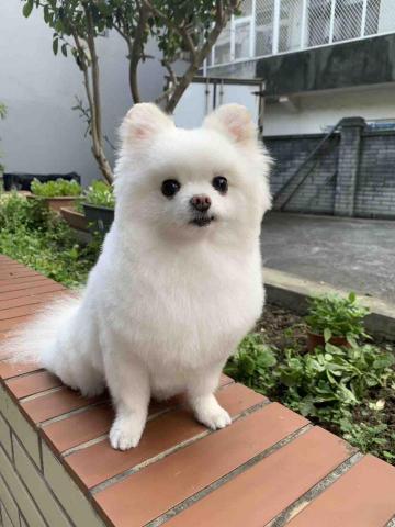 阿姨家寵物美容 - 桃園寵物美容