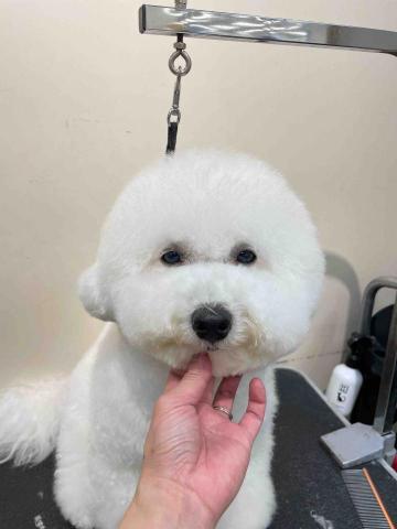 阿姨家寵物美容 - 桃園寵物美容