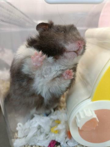 寵物日住/安親/散步等❣️寵物專車🚗到府接送🏡 - 波利鼠-多多,18日