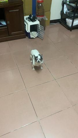 林芳誼 - 自己飼養的小型犬