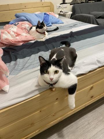 林芳誼 - 自己飼養的兩隻賓士貓