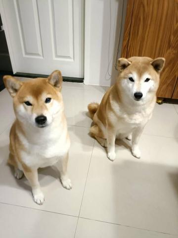 寵物日住/安親/散步等❣️寵物專車🚗到府接送🏡 - 到府~柴犬,6日