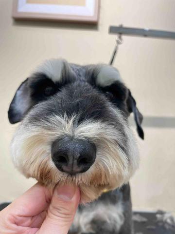 阿姨家寵物美容 - 桃園寵物美容