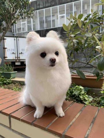 阿姨家寵物美容 - 桃園寵物美容