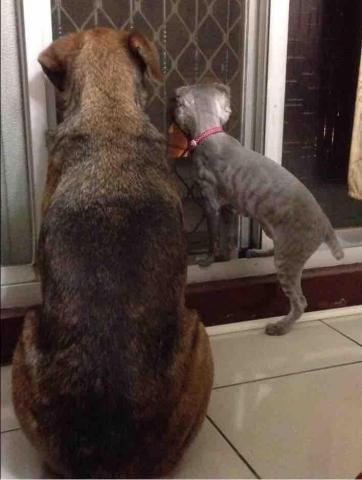 阿姨家寵物美容 - 桃園寵物美容