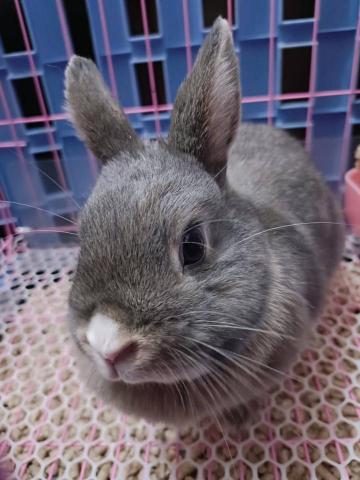 寵物日住/安親/散步等❣️寵物專車🚗到府接送🏡 - 兔寶-泡泡,9日