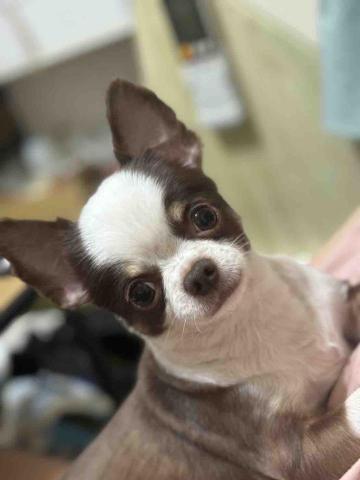 阿姨家寵物美容 - 桃園寵物美容