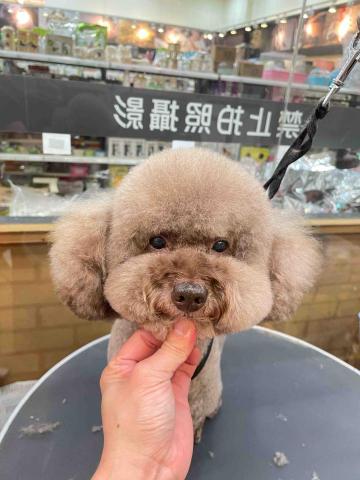 阿姨家寵物美容 - 桃園寵物美容