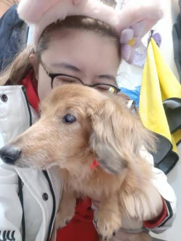 寵物日住/安親/散步等❣️寵物專車🚗到府接送🏡 - 臘腸18歲-阿妹,10日(早晚餵藥,老年看護)