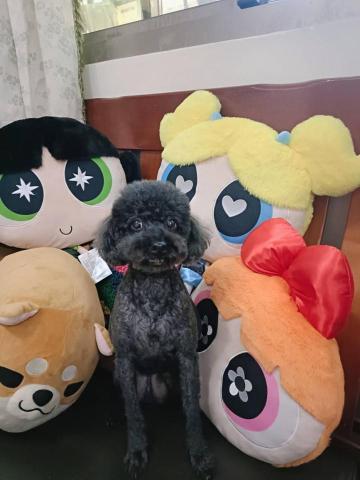 寵物日住/安親/散步等❣️寵物專車🚗到府接送🏡 - 貴賓-小布,6日