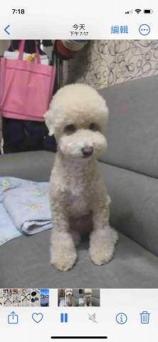 阿姨家寵物美容 - 桃園寵物美容