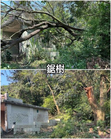盧子揚 - 鋸樹前後