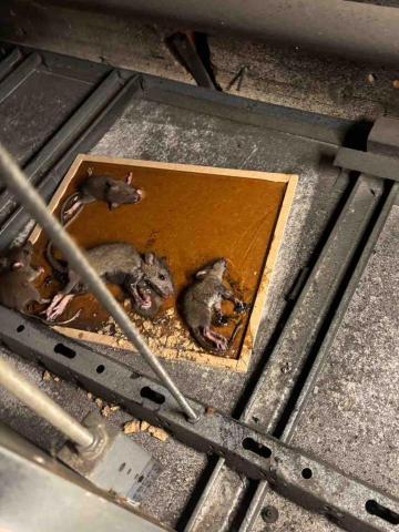 洛克病媒防治 - 餐飲業消毒和除鼠服務