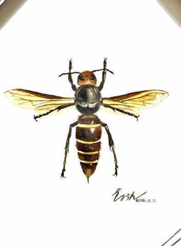 しおん - 《中華大虎頭蜂》
動物插畫-水彩