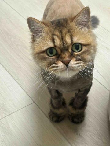 Huang - 家有三貓