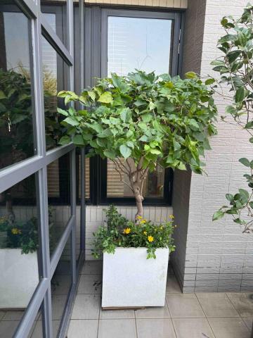 太杉 景観園芸所 エンゲイショ - 重新雕塑樹型