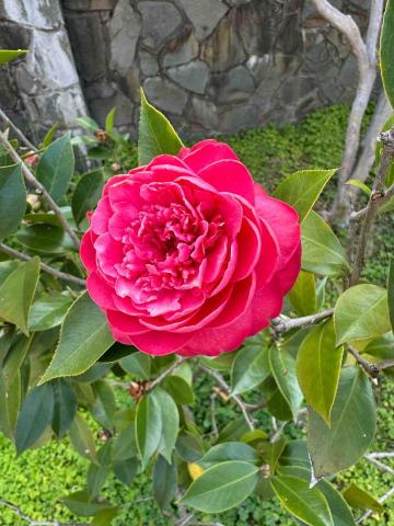 太杉 景観園芸所 エンゲイショ - 茶花開花維護記錄