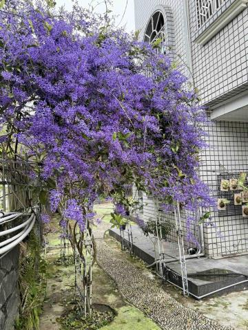太杉 景観園芸所 エンゲイショ - 賴公館許願藤維護修剪