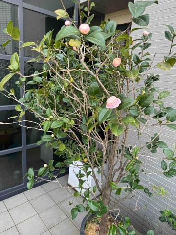 太杉 景観園芸所 エンゲイショ - 醫美茶花維護記錄