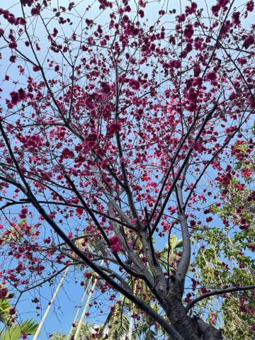 太杉 景観園芸所 エンゲイショ - 李公館櫻花開花維護