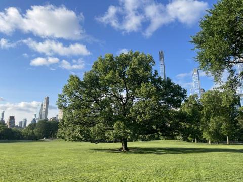 陳澤 - 紐約最大的公園中最引人注目的一棵大樹