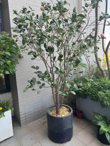 太杉 景観園芸所 エンゲイショ - 茶花修剪維護